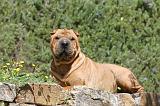 SHAR-PEI 460